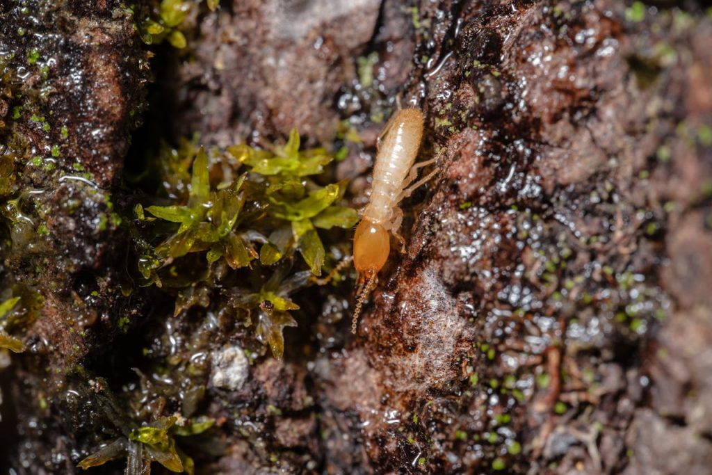 Detailed macro image of a termite on a moss-covered tree bark surface.