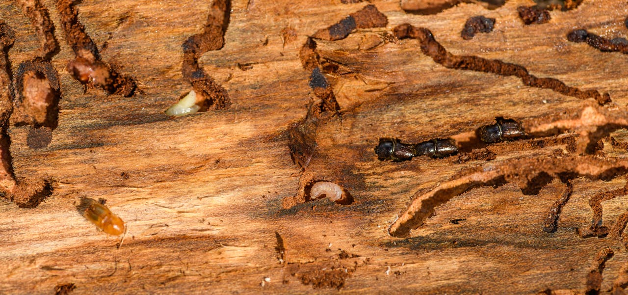 services-01 Detailed macro shot of beetles and larvae on wood, showcasing natures complexity.